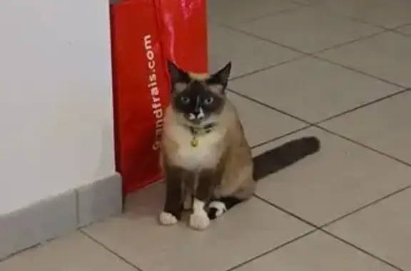 Animaux trouvés Toulouse, photo: Chat trouvé, Rue Paul Valéry, 37, Toulouse - petit siamois avec collier