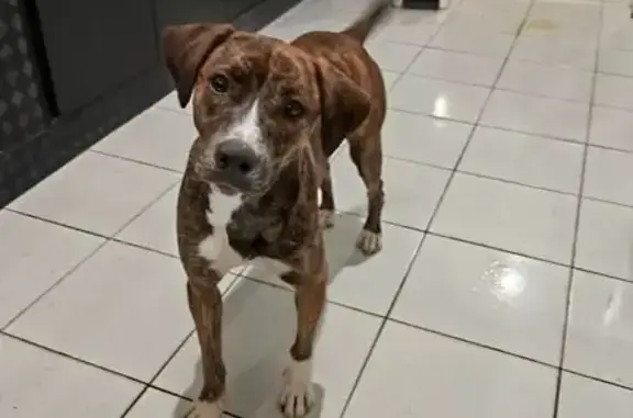 Cachorro encontrado Fêmea (brf...