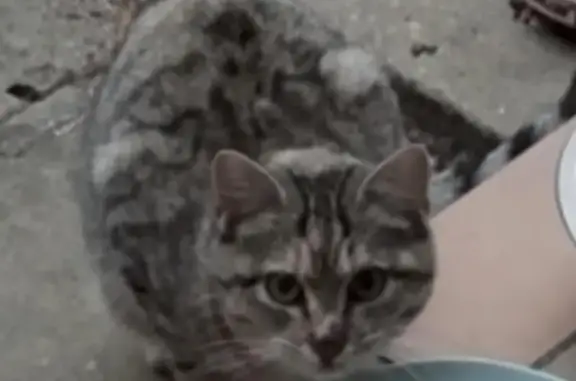 Animaux trouvés Freyming-Merlebach, photo: Chat trouvé, Rue Reumaux, Freyming-Merlebach