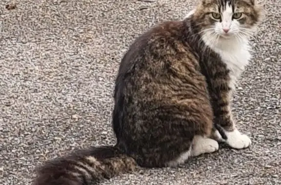 Chat trouvé Paris, photo: Chat trouvé, Rue Lanfant de Metz, Le Havre - câline avec beau poil