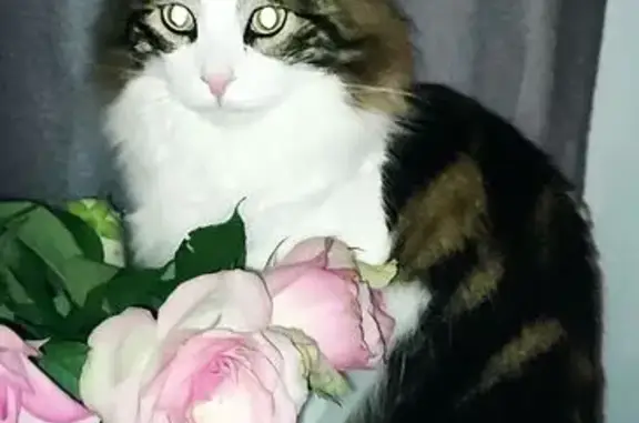 Animaux perdus Béziers, photo: Chat perdu, Rue Jean Baptiste Carpeaux, Béziers - gros matou aux yeux verts