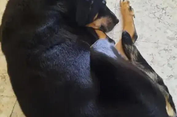 Animaux perdus Paris, photo: Chien perdu, Houplin-Ancoisne, Paris - Beauceron âgé de 14 ans