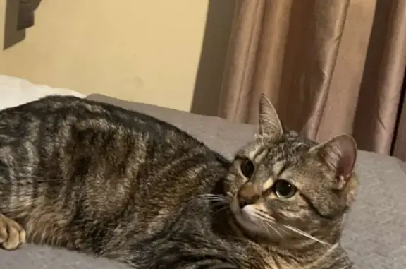 Animaux perdus Paris, photo: Chat perdu, Le Chambon-Feugerolles, Paris - femelle gris et beige