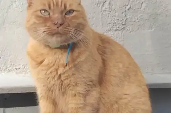 Gatos perdidos, Barcelona, foto: Perdido gato macho, Carrer de Dolors Almeda i Roig, Cornellà de Llobregat