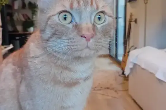Chat perdu, La Ciotat, photo: Chat perdu, Avenue de la Salis, La Ciotat - Oscar, yeux ambre
