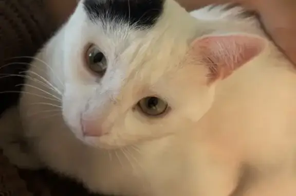 Animaux perdus Toulouse, photo: Chat perdu, Chemin de Lapujade, Toulouse - Oggy, blanc tacheté de noir