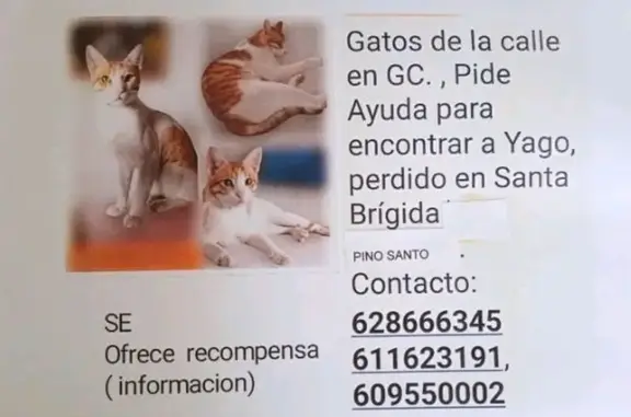 Animales perdidos Madrid, foto: Perdido gato macho, Pino Santo Alto, Canarias - dibujos característicos