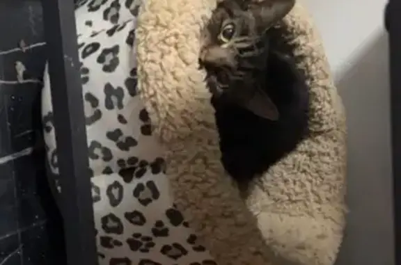 Lost cat, Dennis Drive, Lake Ronkonkoma - female with white belly and feet - photo
