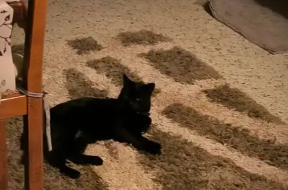 Chat perdu, Rue Haute Rue, 17, Togny-aux-Bœufs, Sarry - noir et peureux - photo