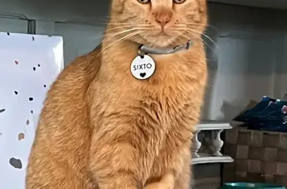 Animaux perdus Toulouse, photo: Chat perdu, Allée le Clos des Chants, Fontenilles - entièrement roux avec médaille bleue