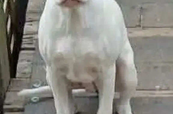 Lost dog, Cecil Kirby Road, Mount Vernon - female with distinctive markings - photo