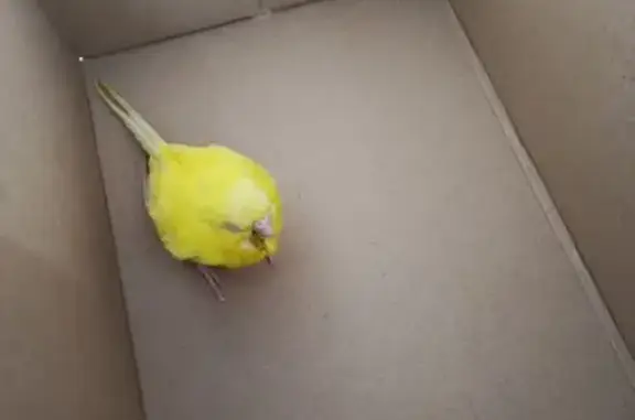 Animaux trouvés Guérande, photo: Oiseau trouvé, Rue des Salamandres, Guérande - couleur jaune perruche