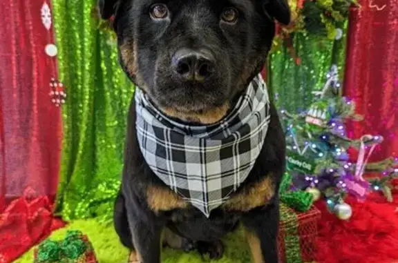 Lost dog, N Heaston Rd & Darlington Rd NW, Oklahoma 73014, Wichita - male rott/chow mix - photo