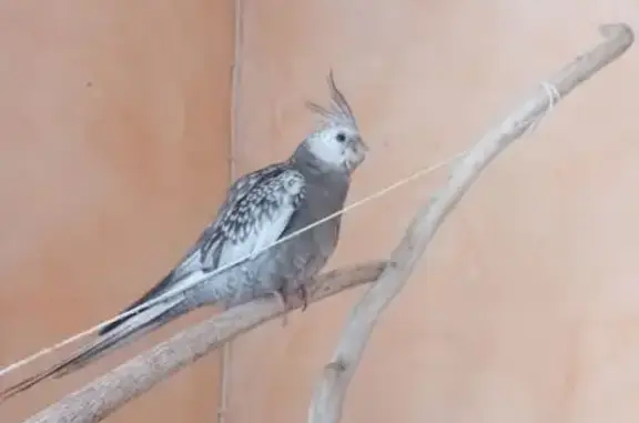 Oiseau perdu, Route de Salernes, Aups - très sociable et affectueux - photo