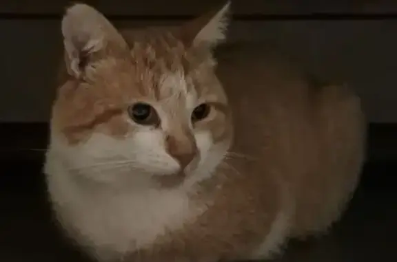 Котика звати Кузя. 03.05.2026 десь о п'ятій вечора пішов гуляти і не повернувся додому, шукали ввечері, вночі, зранку, вдень. Ніде немає. Котик рижий на лапках наче білі носочки, біля носика помаранчева пляма, довгі вуса, короткошерстний. Боїться людей і якщо побаче або пригнеться або буде втікати. Якщо хтось знайде, прохання повідомити. Дуже чекаємо на котика(