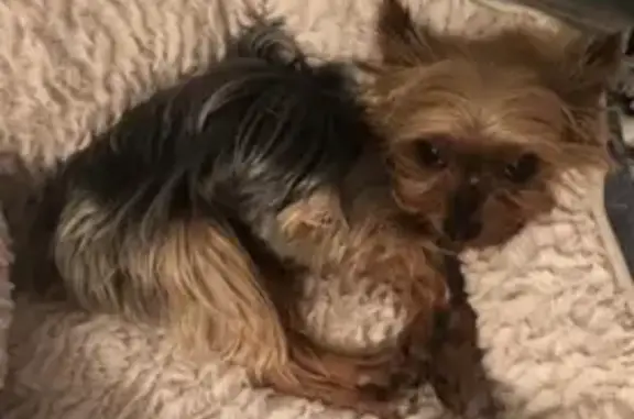 Lost dog, 54th Avenue, Queens - Yorkshire Terrier, female - photo