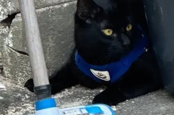 Chat perdu, Paris, photo: Chat perdu, Rue Laurent Robert, Le Dorat, Paris - noir avec une tache blanche