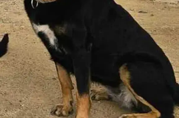 Perdido perro hembra, Calle Rodeo, 50, Santiponce, Camas - photo