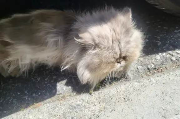 Chat perdu, Paris, photo: Chat perdu, Rue Flora Tristan, Avignon - femelle persane blanche