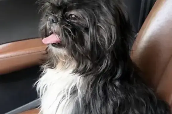 Perdido perro, San Pedro Tlaquepaque, Tlaquepaque - raza Shih tzu - photo