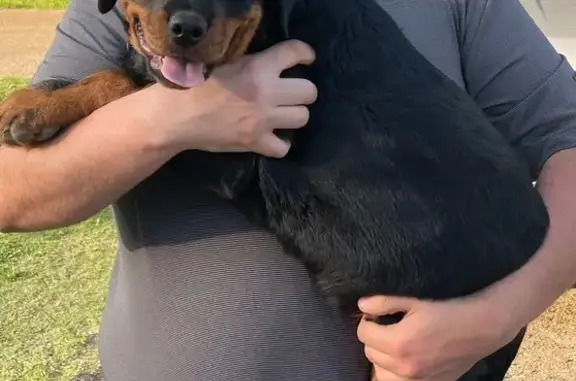 Lost male dog, Beauvoir Drive, Millington, Oklahoma City - all tan feet - photo