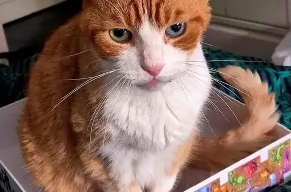 Chat perdu, Rue Viala, Saint-Maur-des-Fossés - yeux vairons - photo