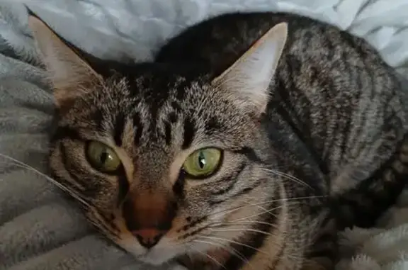 Chat perdu, Rennes, photo: Chat perdu, Square Yves Le Moine, Rennes - femelle tigrée