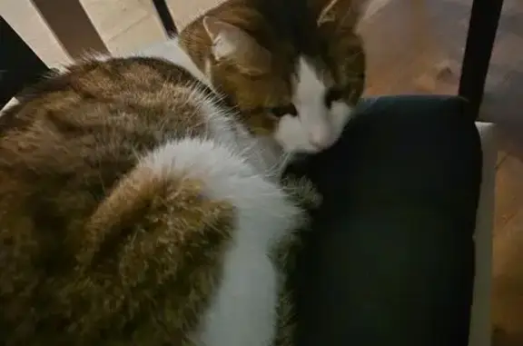 Animaux perdus Dijon, photo: Chat perdu, Avenue de Verdun, 9, Marans - femelle tigrée et marron