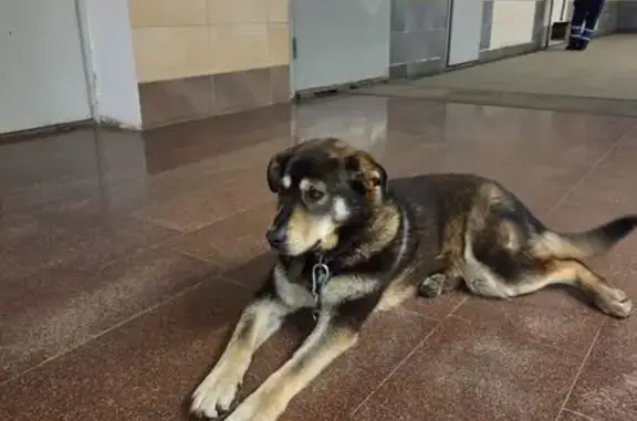 Знайдена собака, проспект Акад...