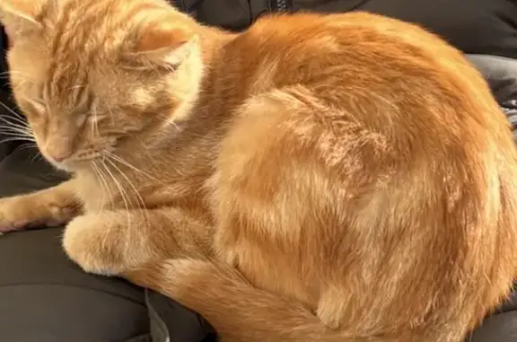 Animaux perdus Paris, photo: Chat perdu, Rue du Pavillon, Mauzé-sur-le-Mignon - jeune roux