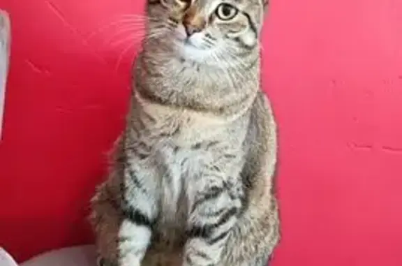 Chat perdu, Boulevard Saint-Denis, Châteauroux - chatte tigrée - photo