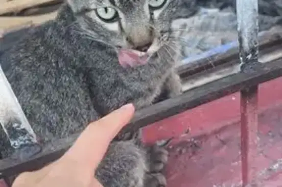 Encontrado gato, Calle Colón,...
