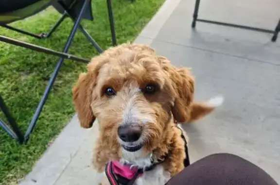 Lost dog, Oradala Court, Tea Tree Gully, Adelaide - female bordoodle - photo