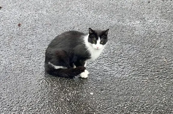Animaux trouvés Villeurbanne, photo: Chat trouvé, Rue du 1er Mars 1943, Villeurbanne - noir et blanc