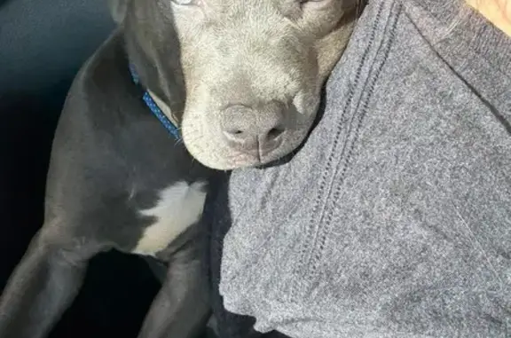 Lost dog, Prince, Beckley - female blue nose puppy - photo