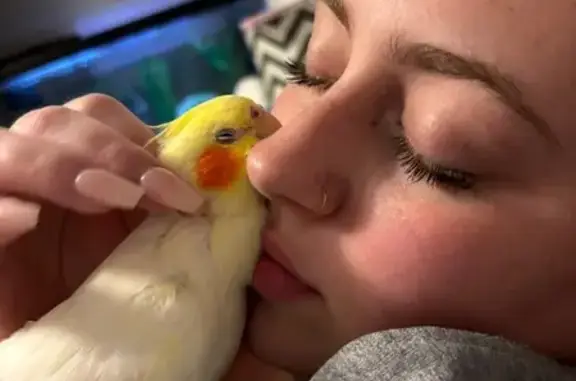 Lost bird, Mayer Street, West Bend - bright yellow female with orange cheeks - photo