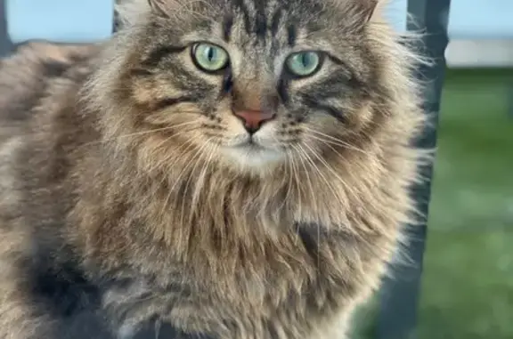Animaux perdus Rouen, photo: Chat perdu, Rue de la Motte, Rouen - mâle, queue très touffue
