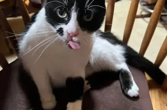 Lost cat, Northeast 20th Avenue, 4622, Portland - female, no collar - photo