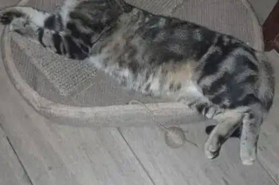 Chat perdu, Hérimoncourt, photo: Chat perdu, Rue Valentine Besson, Hérimoncourt - collier vert