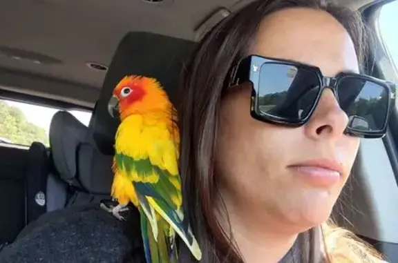 Missing bird Female, Cadiz (usl536530) - photo