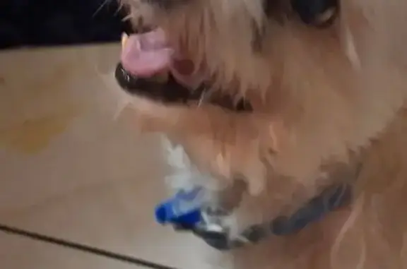 Lost dog, Strathaird Street, Brisbane - white Maltese with blue collar - photo