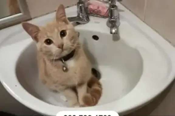Missing cat Johannesburg, photo: Lost cat, Fir Avenue, Kempton Park, Johannesburg - female with pink collar