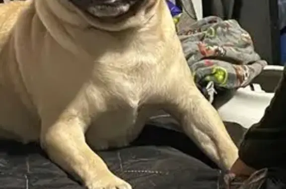 Perdido perro macho, Avenida Prolongación Alcalde, 55, Guadalajara - photo