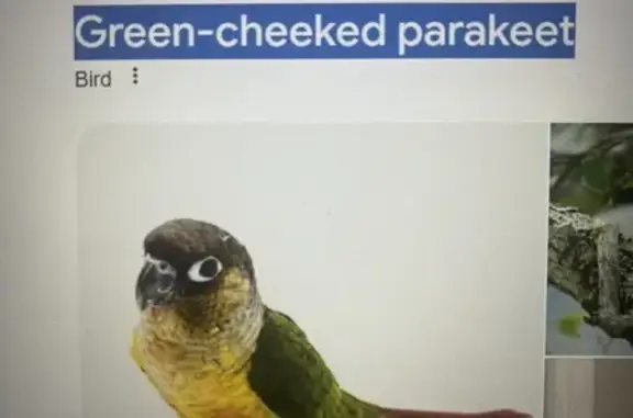 Found bird, Voortrekker Road,...