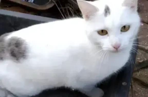 Animaux perdus Brest, photo: Chat perdu, Chemin de la Bastide, Auxonne - femelle blanche avec queue tigrée