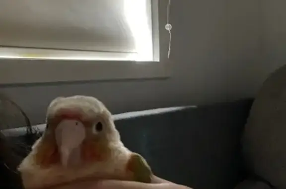 Lost pets Brimbank, photo: Lost bird, Deer Park Billingham Rd, Brimbank - pineapple conure with red tail
