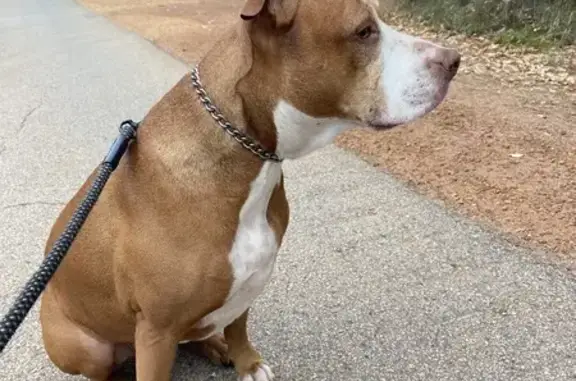 Lost dog, Liberton Road, Mundaring - female American Staffy - photo