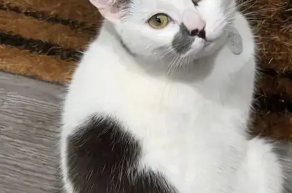 Missing cat Caister-on-Sea, photo: Lost cat, West Road, Caister-on-Sea - female with unique markings