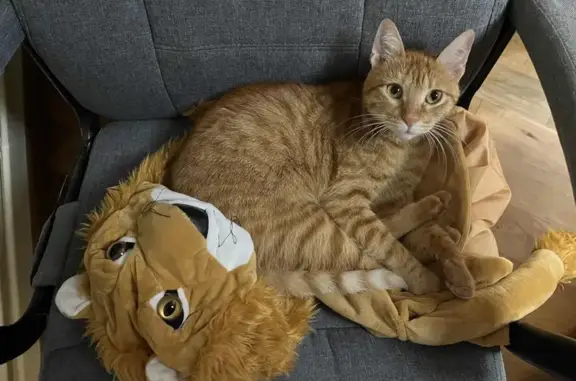 Animaux perdus Grièges, photo: Chat perdu, Rue du Cartron, Haute-Goulaine - chatte stérilisée rousse