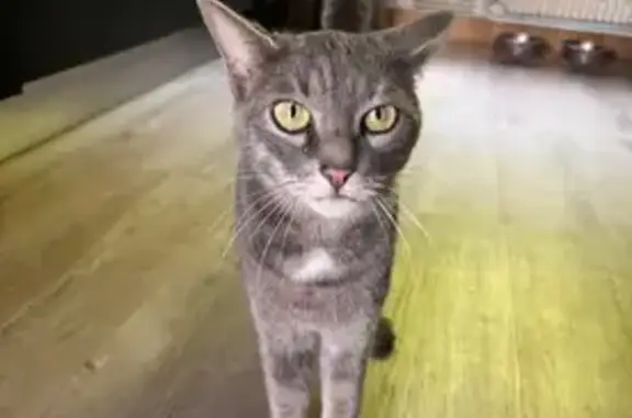 Animaux perdus Rouans, photo: Chat perdu, Rue des Alouettes, Cheix-en-Retz - femelle grise aux yeux verts